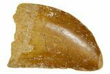Carcharodontosaurus Tooth - Real Dinosaur Tooth #372293-1